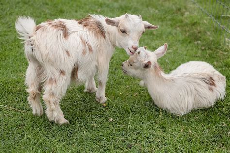 Cute Pygmy Goats