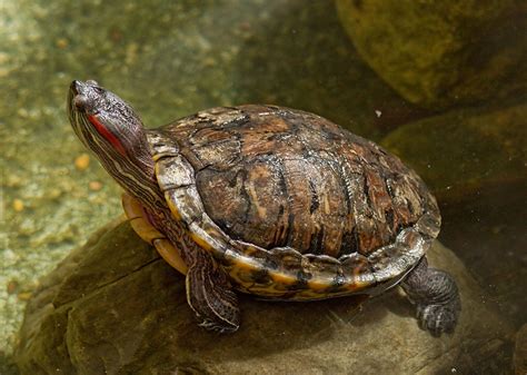 Can You Play With Red Eared Slider Turtles