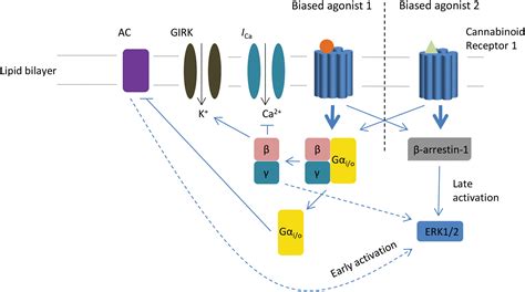 Cannabinoid Cb And Cb Receptor Signaling And Bias Cannabis And Free