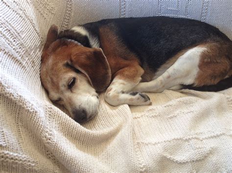 Sleepy old beagle | Cute animal pictures, Beagle puppy, Beagle dog