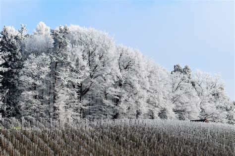 Fotos gratis paisaje árbol naturaleza bosque rama invierno