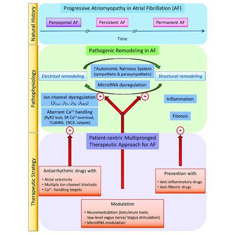 Antiarrhythmic Drug Recommendations For Rhythm Control Since 2014 A Download Scientific Diagram