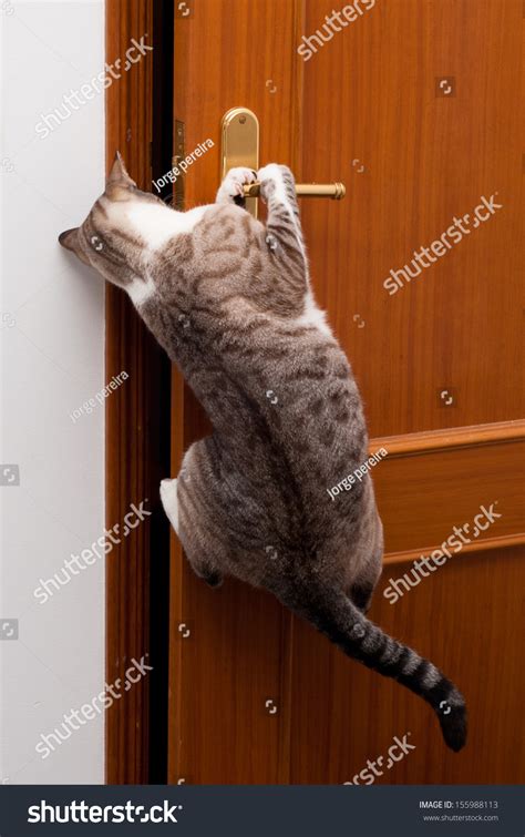 2421 Cat Opening Door Images Stock Photos And Vectors Shutterstock