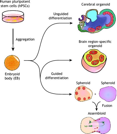 [PDF] Brain organoids: advances, applications and challenges | Semantic ...