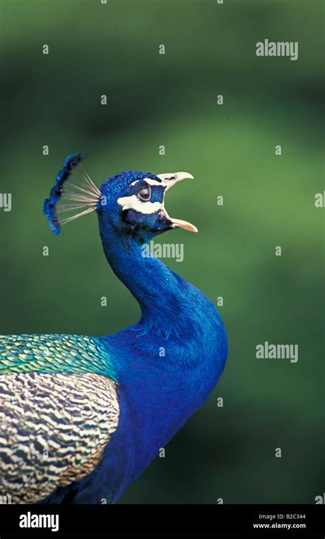 Male Indian Peacock Hi Res Stock Photography And Images Alamy