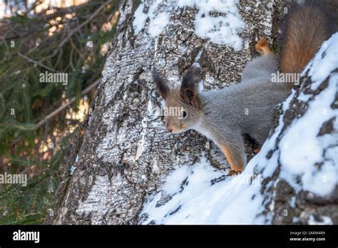 Eichhörnchen im Winter sitzt auf einem Baumstamm mit Schnee