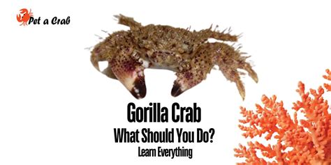Gorilla Crab What Should You Do Learn Everything Petacrab