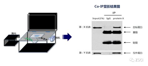 Co Ip实验解析 进击的免疫共沉淀用一个抗体沉淀两个蛋白！（蛋白 蛋白） 北京基华生物技术服务有限公司