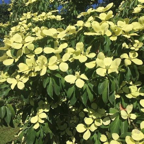 Cornus Capitata Syn Benthamidia C
