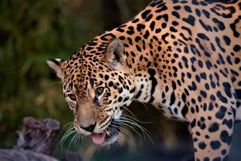 Declinación de biodiversidad en América Latina