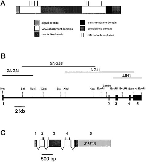 Domain Structure Of Rat N Syndecan And Map Of The Rat N Syndecan Gene