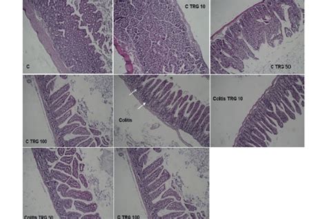 Representative Features Of Histopathologic Evaluations Provided From