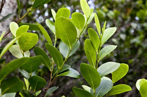 Mangrove Leaves Close-Up | ClipPix ETC: Educational Photos for Students ...