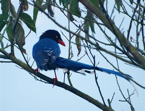 Formosan Blue Magpie Free Stock Photo - Public Domain Pictures