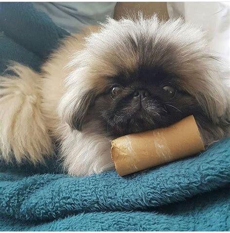 937 Best Pekingese Puppies Fur Baby Pekes Images On Pinterest Fur