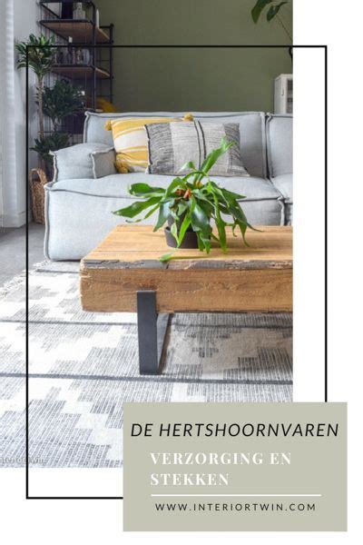 Favoriete Kamerplant De Hertshoornvaren Tips Over Verzorging En