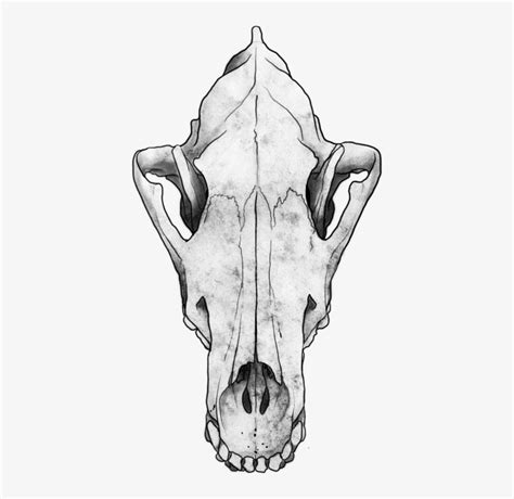 Wolf Skull Clipart Png 10 Free Cliparts Download Images On Clipground