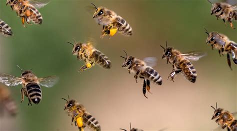 B Ndnisse Zum Schutz Der Bienen Aurelia Stiftung