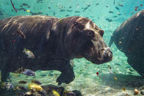 Fiesta subacuática de cumpleaños del hipopótamo Gori en Bioparc València