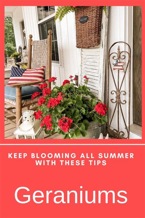 Best Tips To Keep Geraniums Blooming Spring To Fall Geraniums