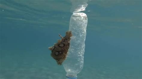 Plastic Pollution A Beautiful Nudibranch Sea Hare Crawls Along Plastic