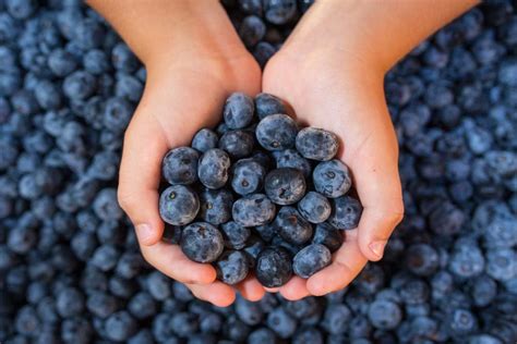 Heidelbeeren Richtig Lagern Tipps Tricks