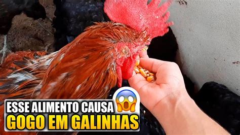 Gogo Em Galinhas O Alimento Que Causa Gogo E Doen A Em Galinhas Youtube