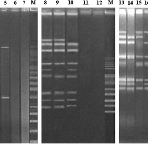 Plasmid Profiles Of Wild Type L Lactis Strains And Their Mutants Lane Download Scientific