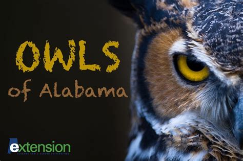 Owls of Alabama | The Bibb Voice