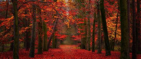 Wallpaper Sunlight Trees Landscape Fall Leaves Nature Red