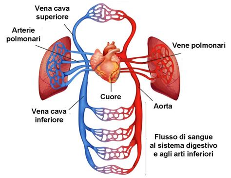 Circolazione Del Sangue Scuola E Cultura It