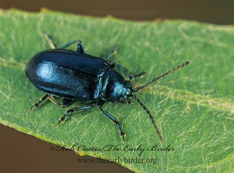 Rob Curtis The Early Birder Galerucinae Alticini FLEA BEETLES