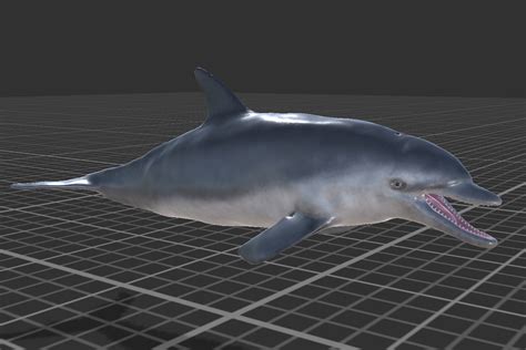 Bottlenose Dolphin (Afalina)