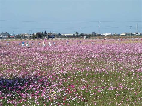 2023春遊彰化賞花海 全縣面積達150公頃打卡拍照新景點 新頭條 Thehubnews