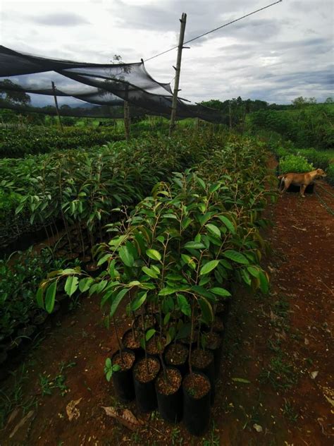 Grafted Durian Seedlings Furniture And Home Living Gardening Gardening