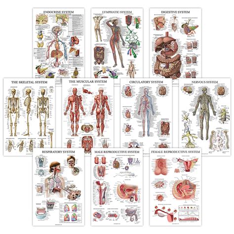 China Anatomical Medicine Teaching Wall Chart Set Manufacturer And