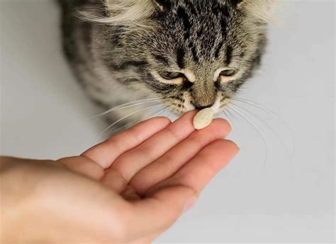 Vitamin E for cats – this is how much vitamin E your furry friend needs!