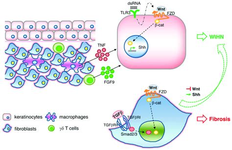 Signaling Pathways Involved In Wound Induced Hair Follicle Neogenesis