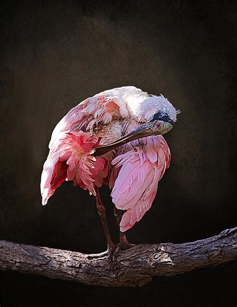 I Feel Pretty Oh So Pretty Photograph By Margaret Halaby Fine Art