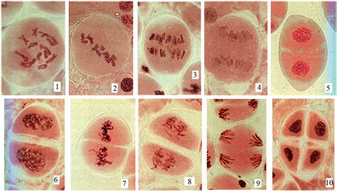 Biología Para Principiantes Fotografias De Las Fases De La Mitosis Y La Meiosis