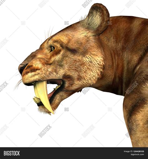 Saber-tooth Cat Head Image & Photo (Free Trial) | Bigstock