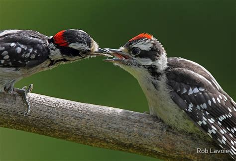 "Downy Woodpecker feeding fledgling" Posters by Rob Lavoie | Redbubble