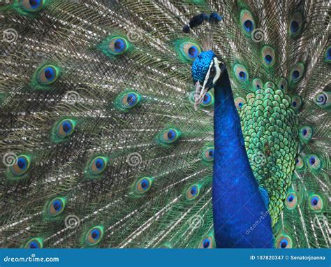 Peacock With The Open Tail And Big Blue Green Eyespots Stock Image