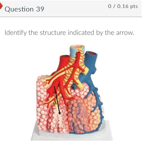 Solved Identify The Structure Indicated By The Chegg