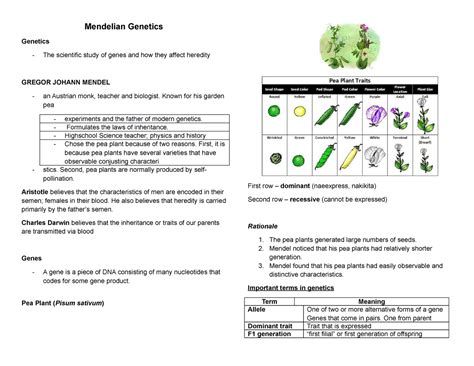 Gen Bio Sem 2 Module 3 Science Mendelian Genetics Genetics The