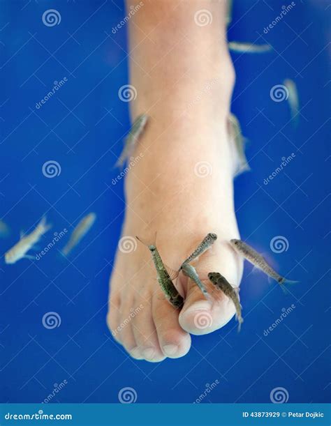 Fish Spa Pedicure Massage Treatment Closeup Of Foot And Fish In Stock