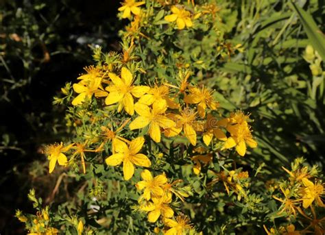 Blurred Hypericum Perforatum Known As Perforate St John S Wort Is A