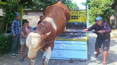 JEMPUT Sapi Simental Cross Non Poel Umur 19 Bulan Sampai Lintas