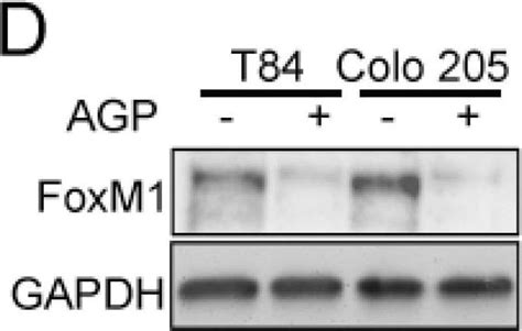 Human Phospho VEGFR2 KDR Flk 1 Y1214 Antibody AF1766 By R D Systems