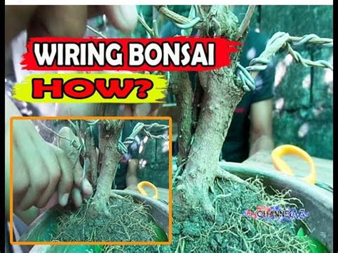 PAANO MAGWIRE NG BONSAI HOW TO WIRE A BONSAI TREE STEP BY STEP THE